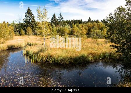 Mutzenicher Venn riserva naturale nelle High Fens nel Nord Eifel Foto Stock