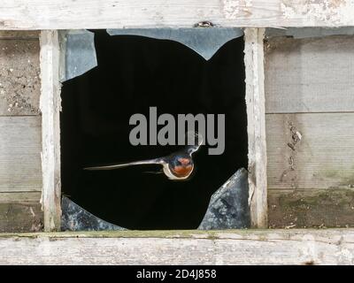 Fienile Swallow, Hirundo rustica volare fuori dalla finestra fienile che ha visitato nido per nutrire pulcini, Lincolnshire, estate Foto Stock