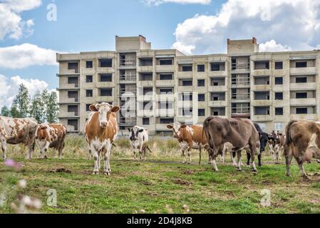 Mandria di mucche pazza su un prato verde sullo sfondo di una casa di mattoni a più piani incompiuta. Agricoltura e urbanizzazione Foto Stock