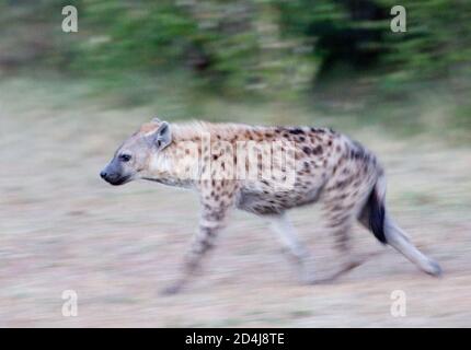 Un'iena macchiata (Crocuta croccuta) è visto camminare con la sfocatura del movimento nel Masai (Maasai) Mara, Kenya Foto Stock