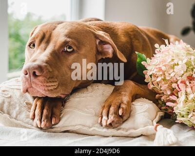 Bel bouquet di fiori e un simpatico cucciolo Foto Stock