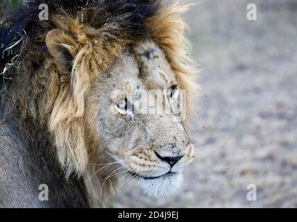 Un leone maschio con punte d'erba nella sua cruna Guarda verso la telecamera nel Masai Mara del Kenya Foto Stock