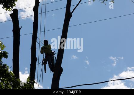 Detroit, Michigan - Rimozione dell'albero tra i fili elettrici in un quartiere residenziale. Foto Stock