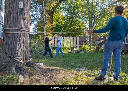 Detroit, Michigan - Rimozione dell'albero in un quartiere residenziale. L'equipaggio a terra guida un ramo in caduta in un'area aperta. Foto Stock