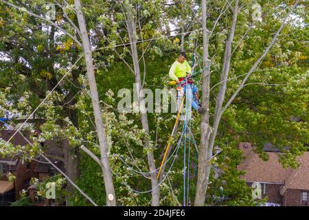 Detroit, Michigan - Rimozione dell'albero in un quartiere residenziale. Foto Stock