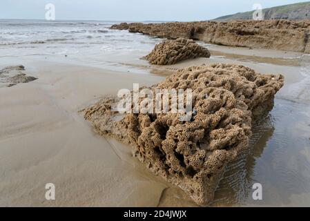 La barriera corallina a nido d'ape (Sabellaria alveolata) esposta a bassa marea con il mare sullo sfondo, Dunraven Bay, Glamorgan, Galles, Regno Unito. Foto Stock