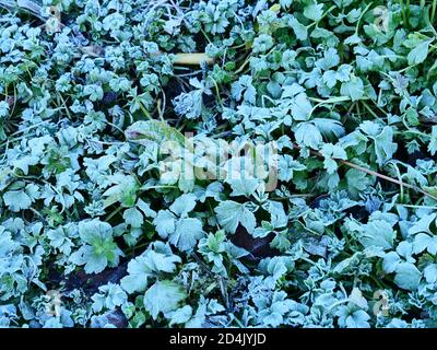 Piante a bassa crescita visto coperto con uno strato di ghiaccio di qualcosa di gelo terra. Foto Stock