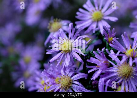 I bellissimi fiori viola di Symphyotrichum novi belgii, o Michaelmas Daisy. In primo piano coperto in prima mattina rugiada con copyspace a sinistra. Foto Stock