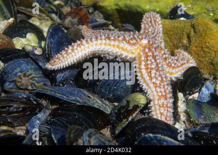 Starfish comune (Asterias rubens) in movimento in una piscina di roccia sopra le conchiglie di Mussel, basso sulla riva, il Gower, Galles, Regno Unito, luglio. Foto Stock