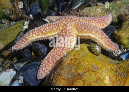 Starfish comune (Asterias rubens) in movimento in una piscina di roccia sopra le conchiglie di Mussel, basso sulla riva, il Gower, Galles, Regno Unito, luglio. Foto Stock