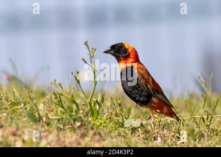 Sud Red Bishop (Euplectes orix) allevamento maschile basso angolo su erba, Capo Occidentale, Sud Africa Foto Stock