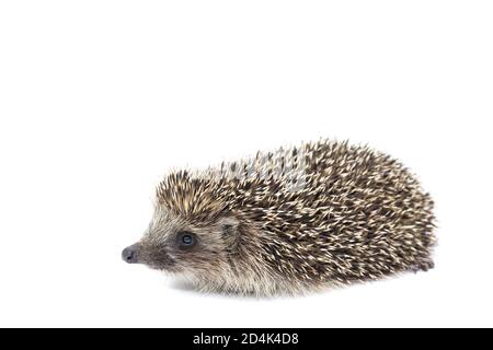 Un piccolo hedgehog isolato su uno sfondo bianco. Foto Stock