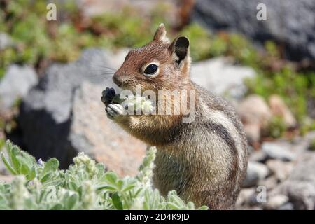 Scoiattolo in polvere dorato a cascata (Spermophilus saturatus) Mangiare un fiore nel Parco Nazionale del Monte Rainier Foto Stock