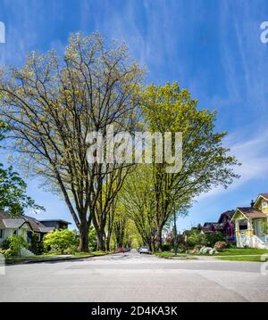 Quartiere residenziale strada con alberi di olmo giganti. Bella giornata di primavera soleggiata. Intersezione con auto parcheggiate su una strada coperta di alberi, nessuna gente. Urb Foto Stock