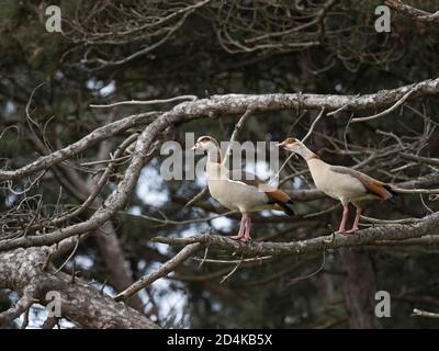 Egyptian Goose, Alopochen aegyptiaca, coppia al sito di allevamento (nido in alberi), Norfolk del Nord primavera precoce Foto Stock