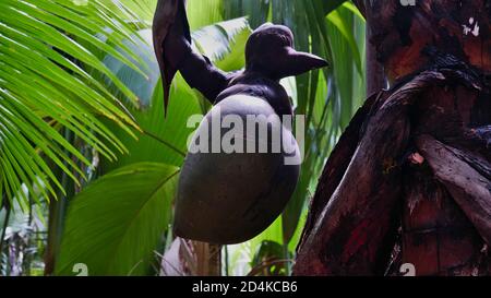 Vista panoramica dell'enorme frutto della lodoicea (cocco di mare, cocco de mer, cocco doppio) nella foresta pluviale tropicale sull'isola di Praslin, Seychelles. Foto Stock