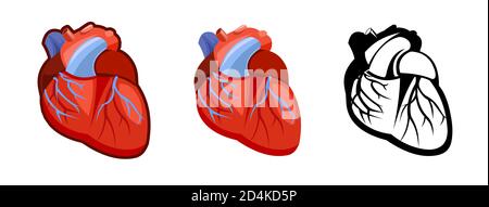 Cuore umano sano. Intero. Impostazione. Immagine a colori e icona monocromatica. Una serie di illustrazioni sugli organi interni. Oggetto vettore isolato su un bianco Foto Stock