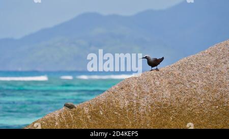 Piccolo uccello d'acqua meno nody (anous tenuirostris) seduto su una roccia di granito sulla spiaggia popolare Anse Source d'Argent sull'isola di la Digue, Seychelles. Foto Stock