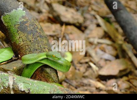 Green pit vipers Asian serpente rotolo su legno log in foresta Foto Stock