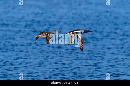 A pair of Northern Shoveler ducks flying across a large blue water lake. Stock Photo