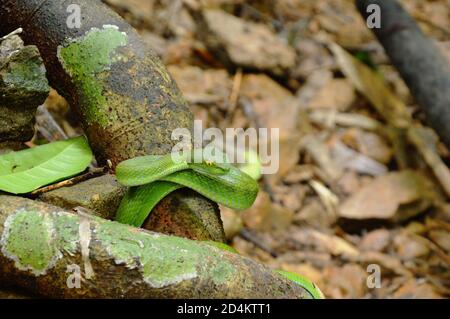 Green pit vipers Asian serpente rotolo su legno log in foresta Foto Stock