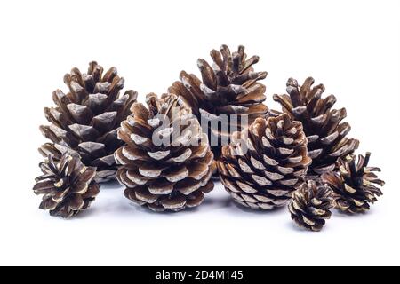 Coni di abete grandi e piccoli di forma diversa. Foto Stock