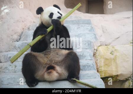 Panda mangiare bambù sullo zoo di Mosca, Russia Foto Stock