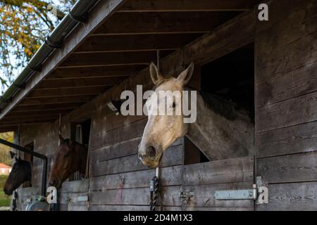 Cavallo bianco guardando fuori dalla porta stabile con altri cavalli, East Lothian, Scozia, Regno Unito Foto Stock