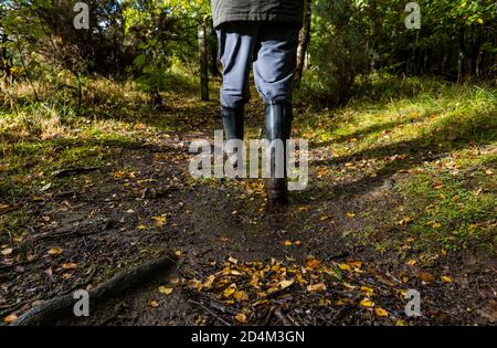 Uomo che indossa Wellingtons camminando sul sentiero attraverso il bosco autunnale, Bosco Butterdean, East Lothian, Scozia, Regno Unito Foto Stock