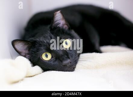 Un gatto nero shorthair con la punta dell'orecchio sinistro, sdraiato su una coperta Foto Stock