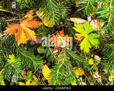 Alcune foglie dell'Acero Bigtooth, a diversi stadi di cambiamento in cui cadono i colori, tra una massa fuori verde scuro Douglas aghi, sulla fo Foto Stock