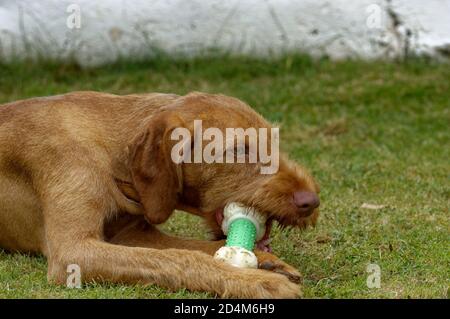 Weasel (Mustela nivalis) orfano giovanile, in cura. Foto Stock