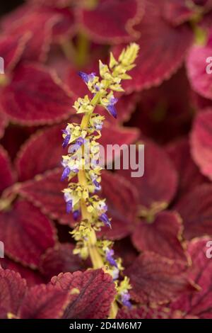 Lobelia Cardinalis ‘Regina Vittoria’ fogliame e fiore spike, ritratto floreale naturale Foto Stock