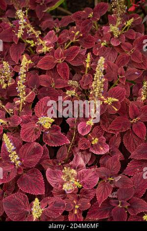 Lobelia Cardinalis ‘Regina Vittoria’ fogliame e fiore spike, ritratto floreale naturale Foto Stock