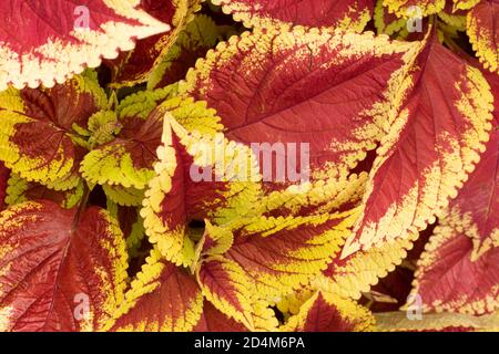 Solenostemon Scutellarioides ‘trusty rusty’ modelli e texture in natura Foto Stock