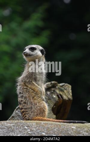 Close up profilo laterale ritratto di uno meerkat seduto su una roccia e guardando lontano avvisati su sfondo verde a basso angolo di visione Foto Stock