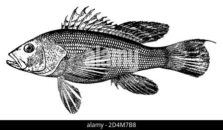 illustrazione del xix secolo di un pesce basso (isolato su bianco). Pubblicato in Systematischer Bilder-Atlas zum Conversations-Lexikon, Ikonographische ency Foto Stock