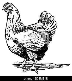 Incisione antica di una gallina (isolata su bianco). Pubblicato in Systematischer Bilder-Atlas zum Conversations-Lexikon, Ikonographische Encyklopedie der Foto Stock