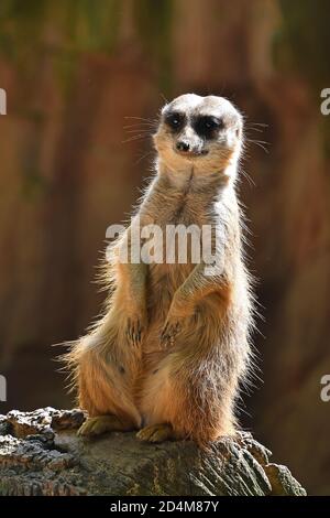 Primo piano ritratto anteriore di un meerkat seduto su una roccia e guardando la fotocamera avvisata su sfondo marrone, vista ad angolo di hifgh Foto Stock