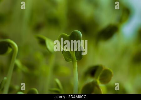 primo piano di verde, a forma di cuore, germogli Foto Stock