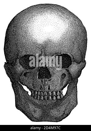 illustrazione del xix secolo di un cranio umano preistorico. Pubblicato in Systematischer Bilder-Atlas zum Conversations-Lexikon, Ikonographische Encyklopae Foto Stock