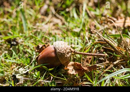 Primo piano di una noce di Acorn sul terreno in autunno, Inghilterra, Regno Unito Foto Stock