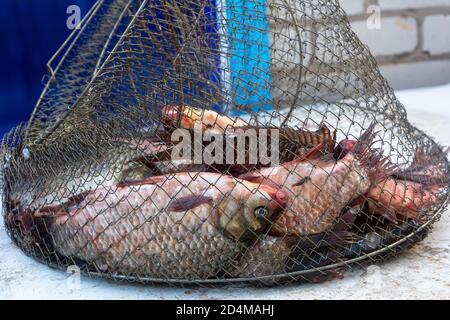 Carpa di pesce fresco in rete metallica. Pesca e pescatore di catture. Primo piano. Foto Stock