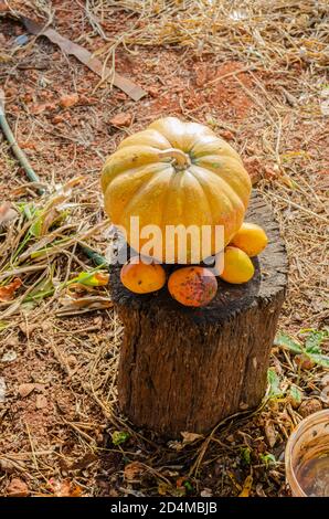 Zucca e Mango sul log Foto Stock