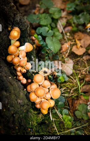 funghi piccoli coltivati su un albero vecchio Foto Stock