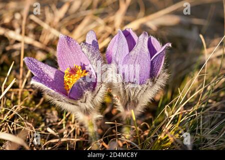 Porpora Grande fiore pasque - Pulsatilla grandis - crescere in erba secca, il sole splende su gocce d'acqua e petali lilla colorati Foto Stock