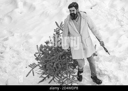 Giovane uomo lumberjack sta tagliando l'albero di Natale nel legno. Divertente Santa uomo in posa con l'ascia e l'albero di Natale. Uomo lumberman con albero di Natale dentro Foto Stock