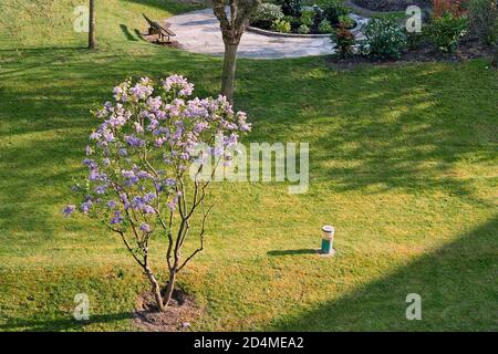 AJAXNETPHOTO. LOUVECIENNES, FRANCIA. - FIORE DI PRIMAVERA - GIARDINO PRIVATO PER I RESIDENTI DI APPARTAMENTI IN UN DOMINIO SULLE ALTURE A NORD-EST DEL CENTRO DEL VILLAGGIO CHE SI AFFACCIA SULLA SENNA; UNA DELLE MOLTE LOCALITÀ DELLA ZONA VISITATA DA PITTORI IMPRESSIONISTI DEL XIX SECOLO COME ALFRED SISLEY, CAMILLE PISSARRO, AUGUSTE RENOIR E ALTRI PRIMA DELLA MODERNA RIQUALIFICAZIONE DEL PAESAGGIO. FOTO:JONATHAN EASTLAND/AJAX REF:CD81604 0 4 Foto Stock