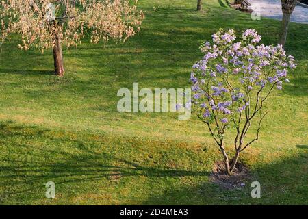 AJAXNETPHOTO. LOUVECIENNES, FRANCIA. - FIORE DI PRIMAVERA - GIARDINO PRIVATO PER I RESIDENTI DI APPARTAMENTI IN UN DOMINIO SULLE ALTURE A NORD-EST DEL CENTRO DEL VILLAGGIO CHE SI AFFACCIA SULLA SENNA; UNA DELLE MOLTE LOCALITÀ DELLA ZONA VISITATA DA PITTORI IMPRESSIONISTI DEL XIX SECOLO COME ALFRED SISLEY, CAMILLE PISSARRO, AUGUSTE RENOIR E ALTRI PRIMA DELLA MODERNA RIQUALIFICAZIONE DEL PAESAGGIO. FOTO:JONATHAN EASTLAND/AJAX REF:CD81604 8A68 Foto Stock