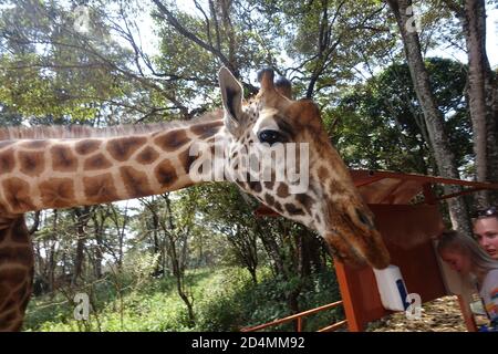 Giraffe Rothschild al Giraffe Center di Nairobi, Kenya Foto Stock